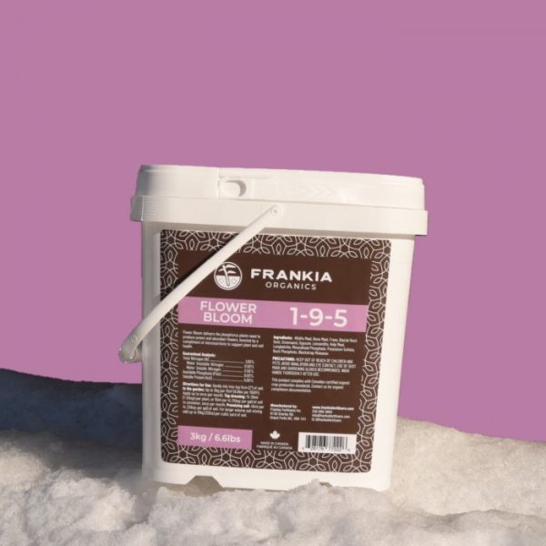 Frankia Flower Bloom