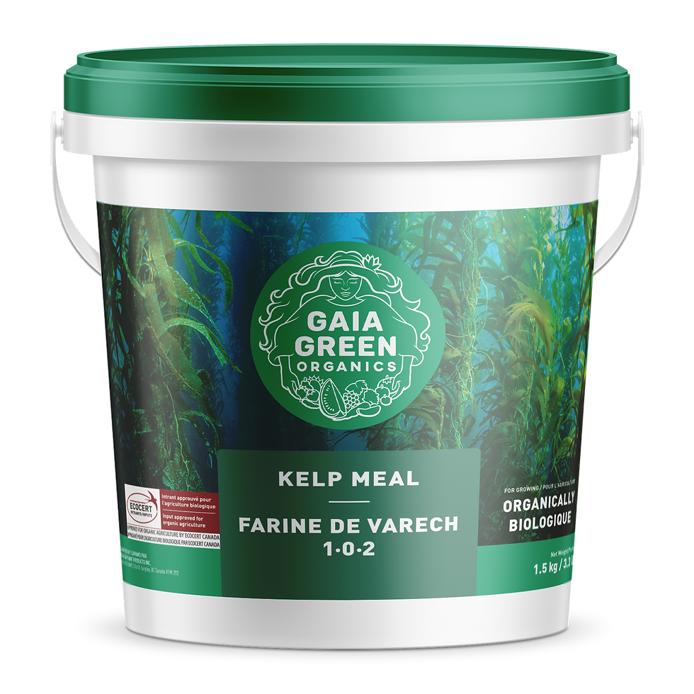 10Kg Kelp Meal
