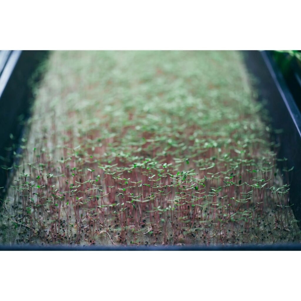 Grodan Microgreen 10 X 20 Thin Slab